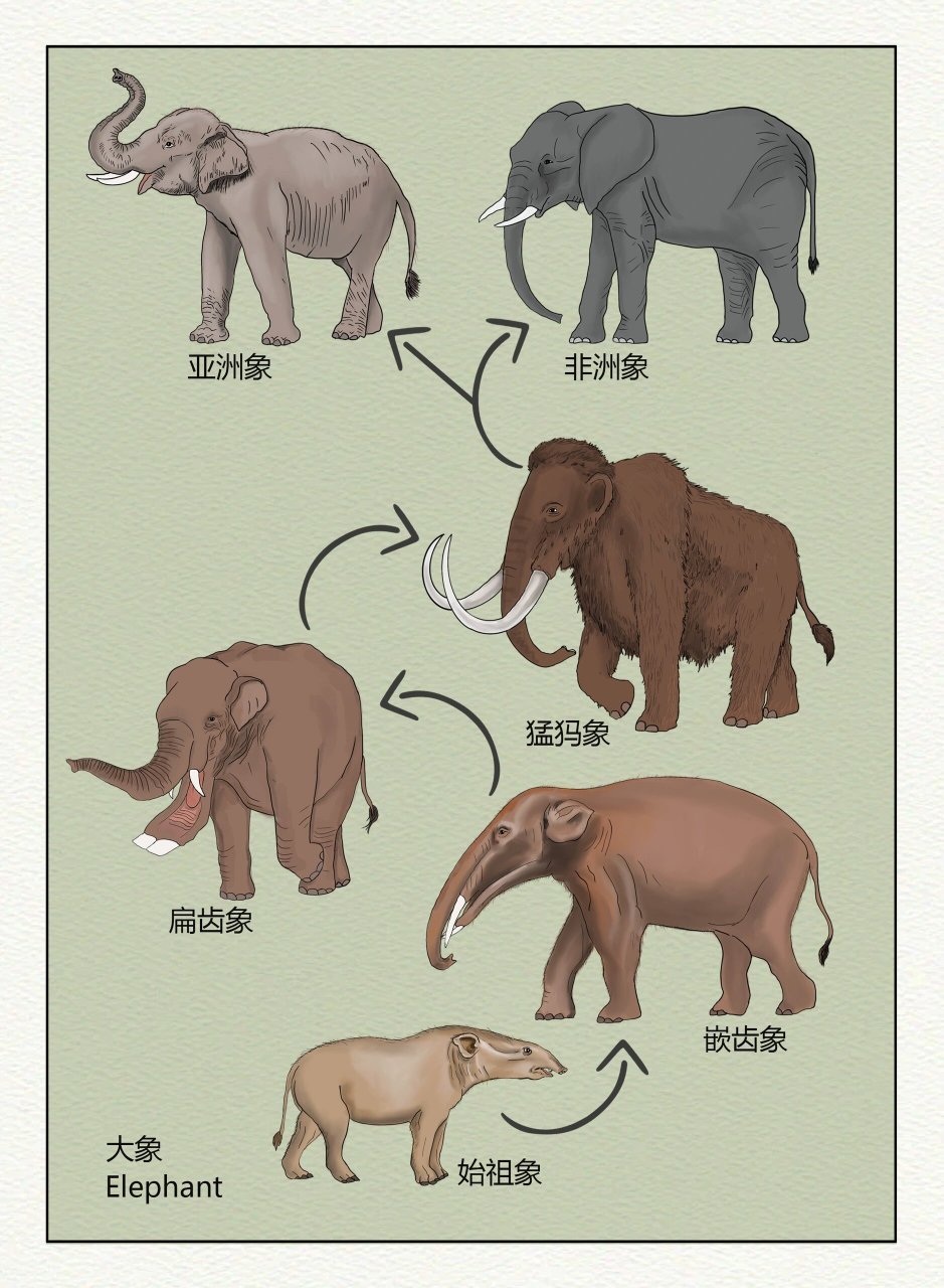大象进化过程图片图片