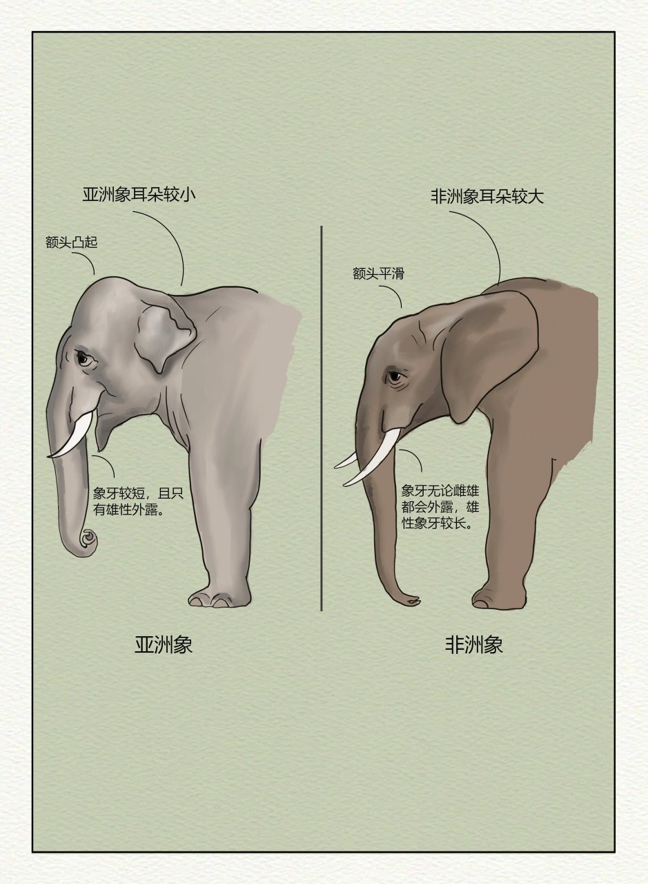 大象进化过程图片