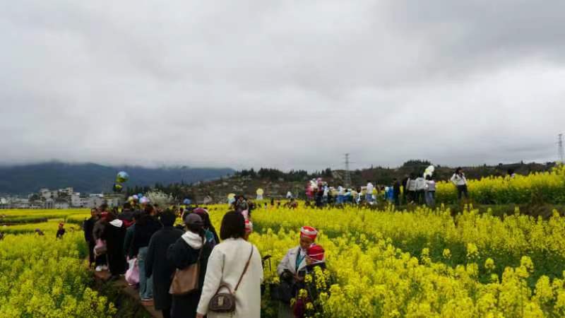 自2021年以来,旧州镇以花为媒,以节为介,已经成功举办三届油菜花节,县