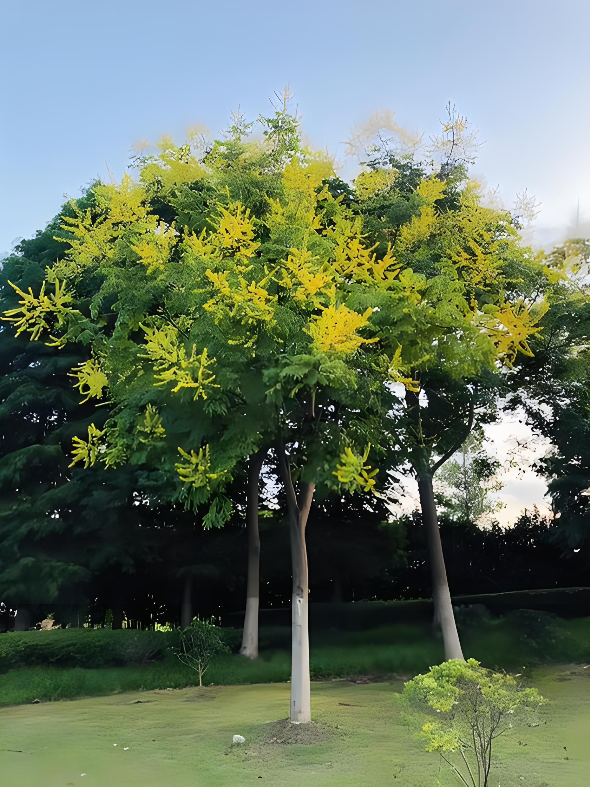 栾树花图片 药用价值图片