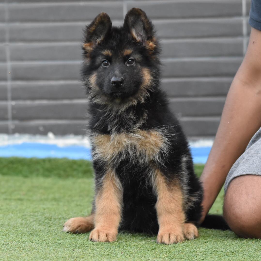 德国牧羊犬出售价格揭秘:品质与价值的双重考量