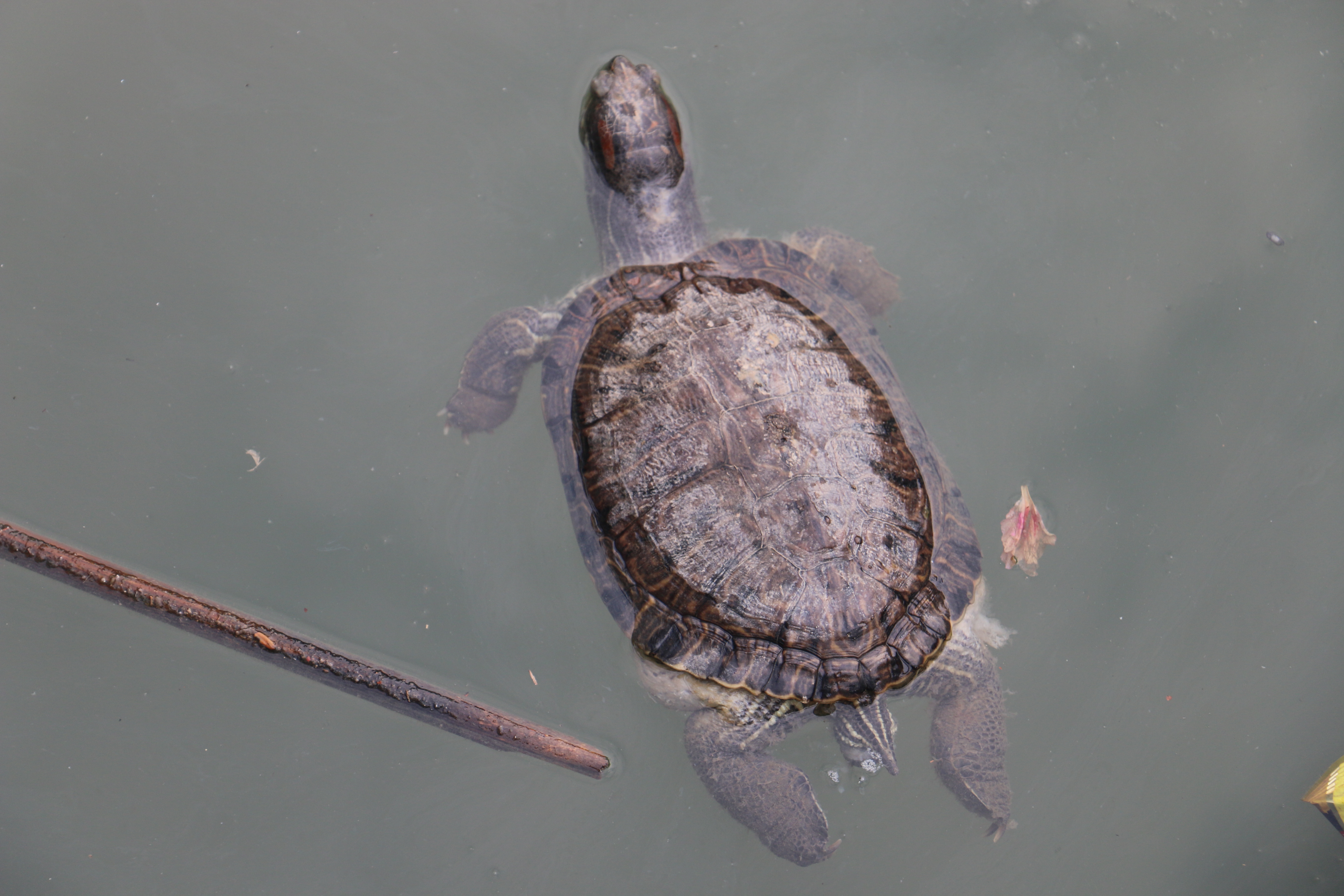 浴龙岩上的放生池里的乌龟