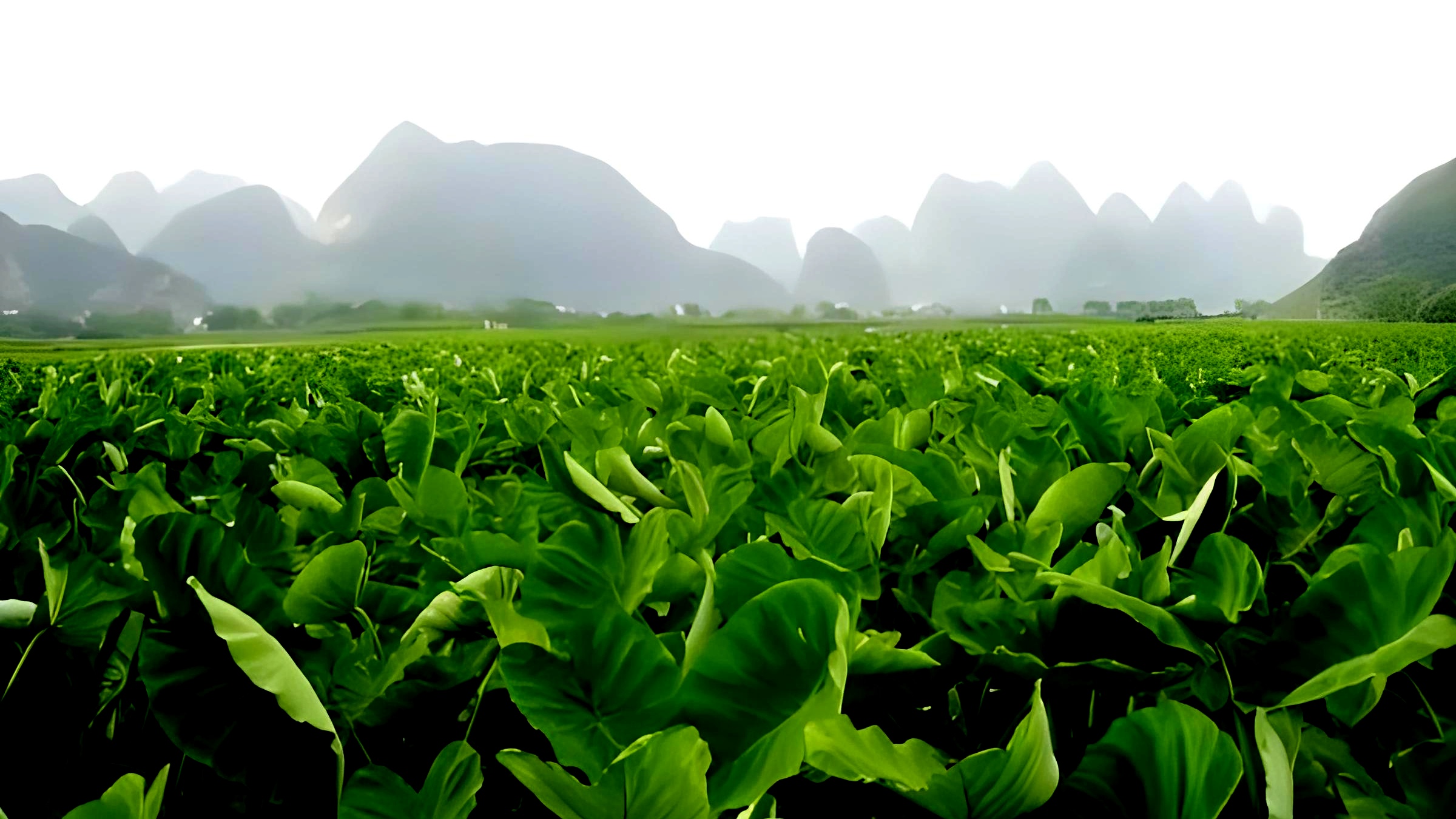 根茎植物纵横《芋头》