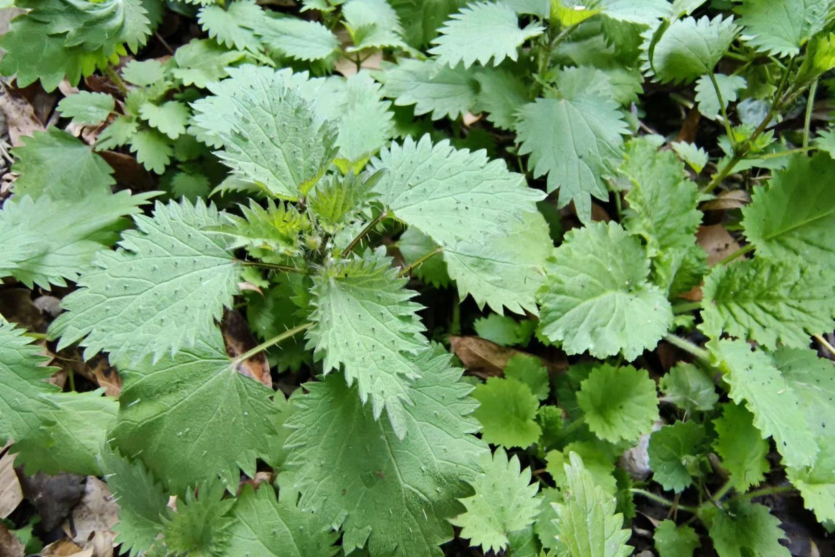 这种神秘植物——荨麻,你碰过吗?