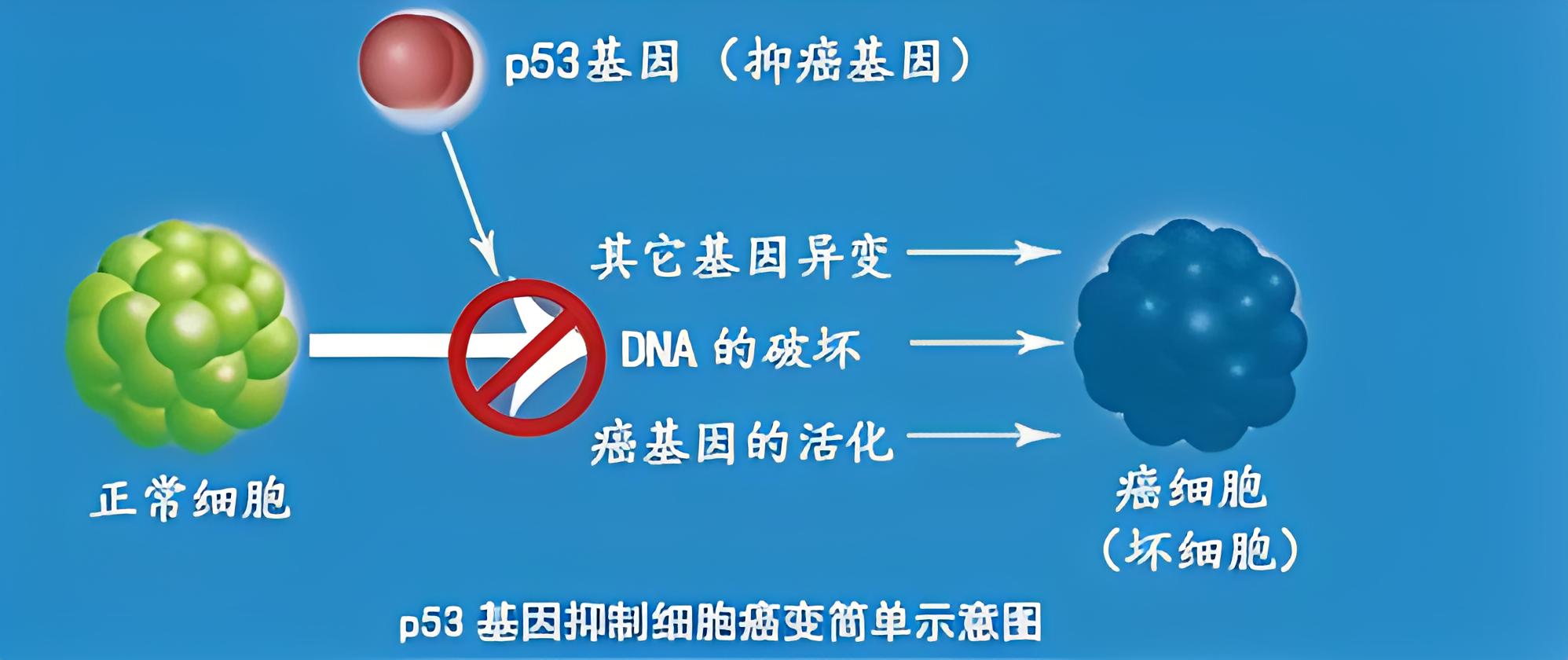 p53基因野生型好还是突变型好?ki67指标高了好还是低了好?