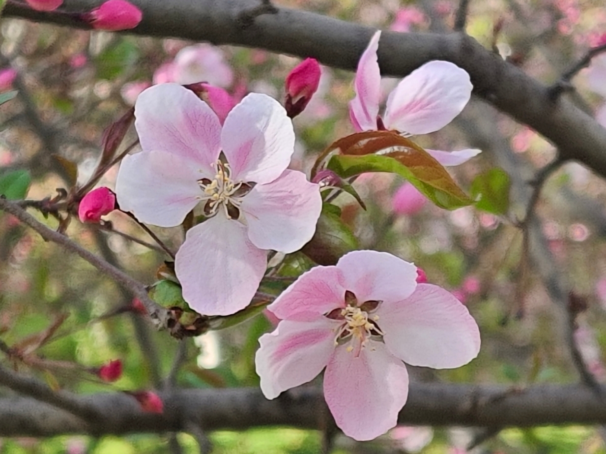西平的海棠花开了