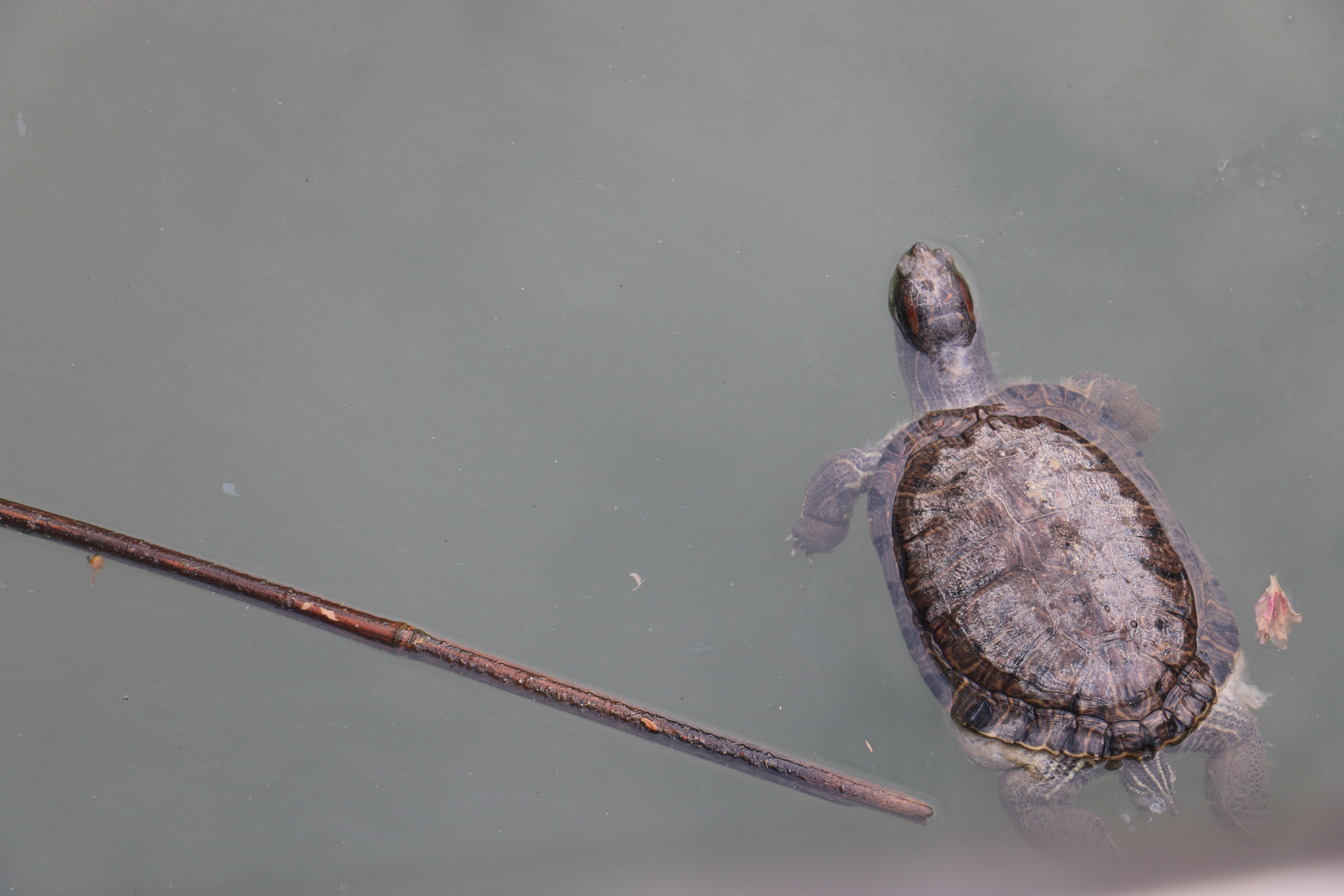 浴龙岩上的放生池里的乌龟