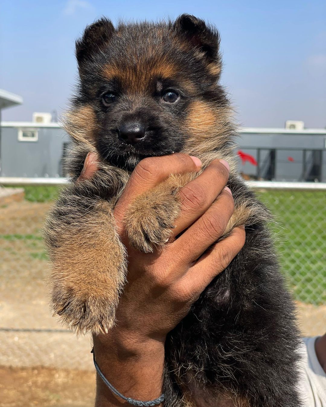 德国牧羊犬出售价格揭秘:品质与价值的双重考量