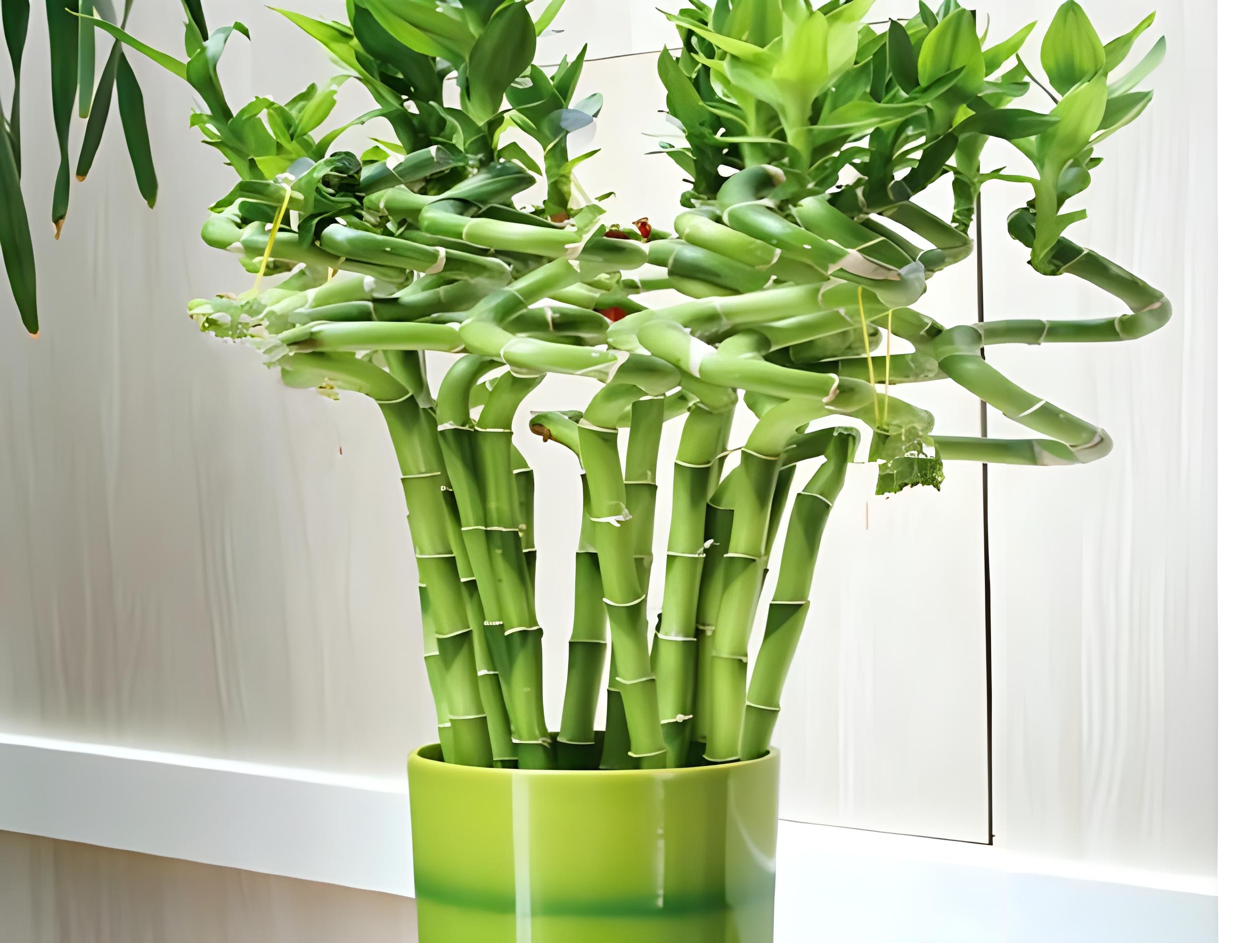 转运竹是换水还是加水?既要换水也要加水,转运竹的日常养护要点