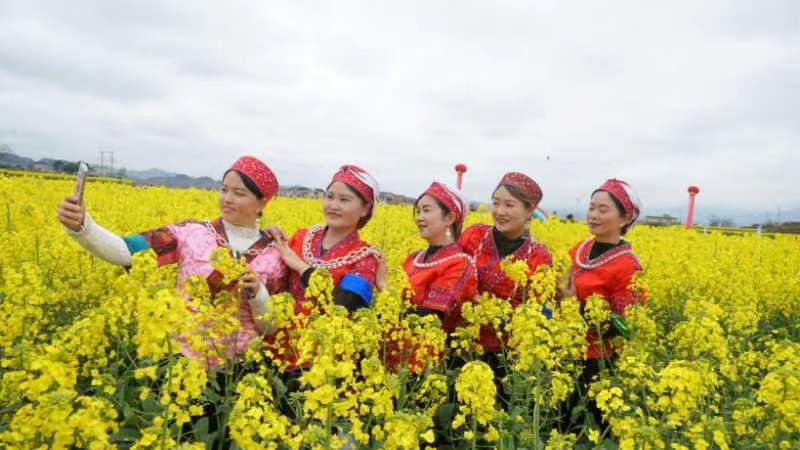 自2021年以来,旧州镇以花为媒,以节为介,已经成功举办三届油菜花节,县