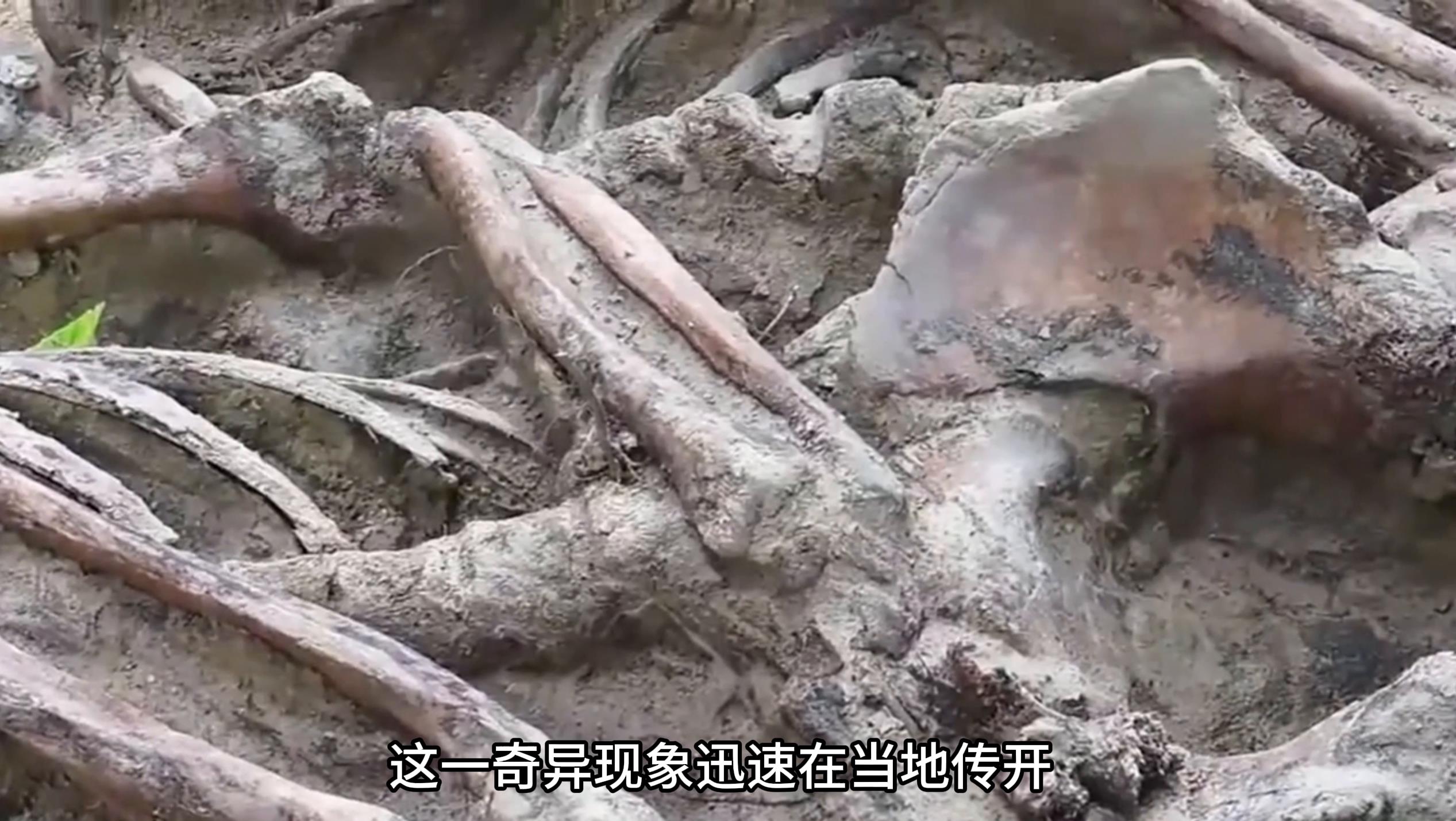 登山队员离奇复活,昆仑山神秘事件引发热议:蛇毒竟成救命良药?