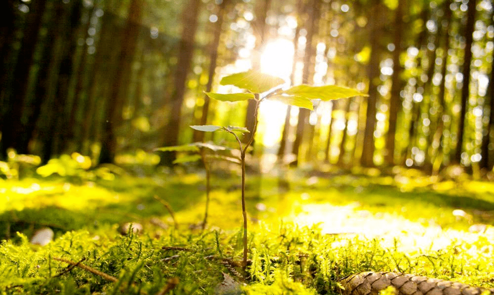 风景照唯美清晨图片