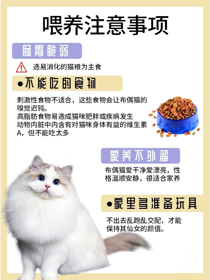 第一眼见到布偶猫