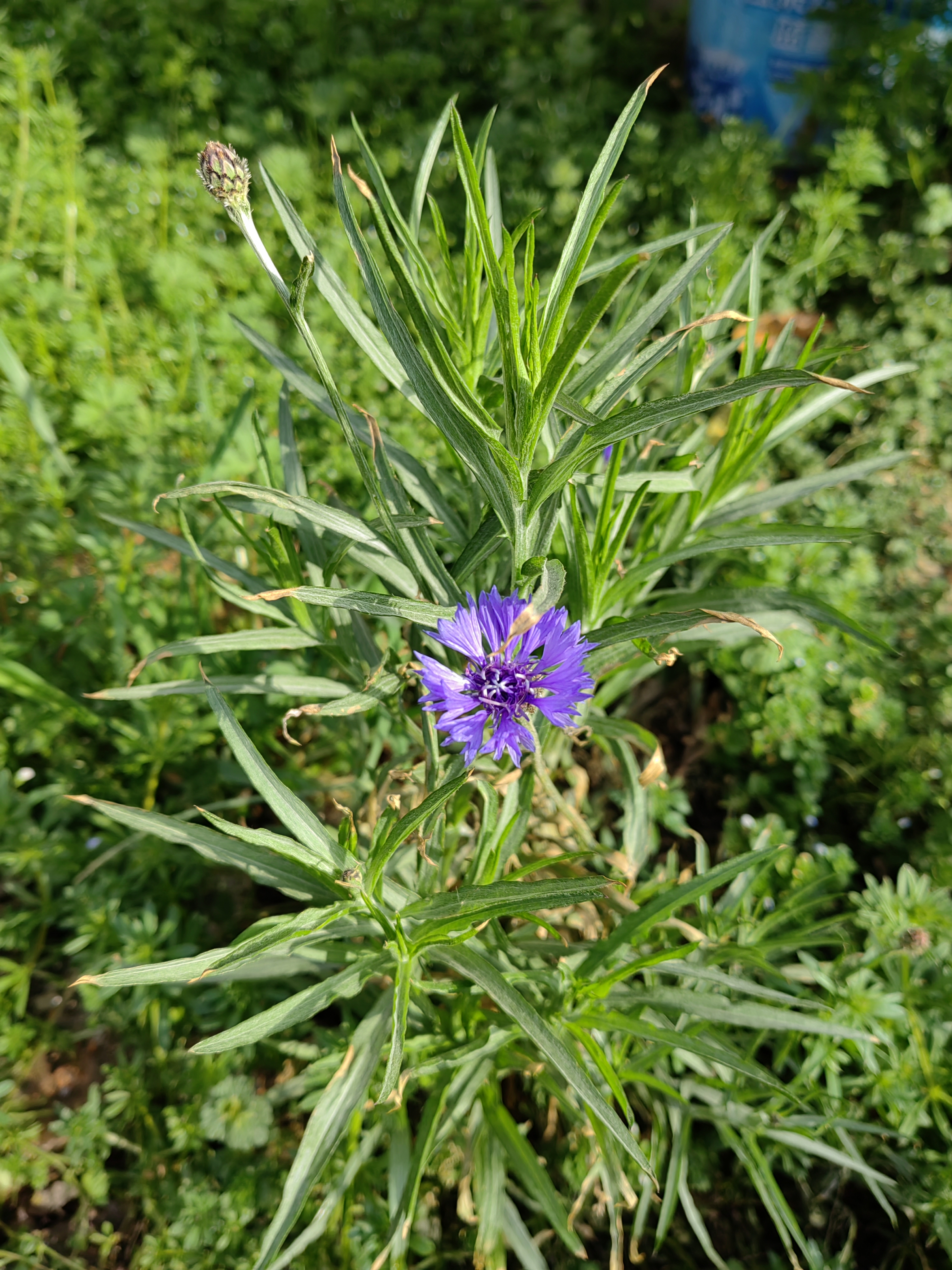 蓝色矢车菊开了春天第一朵花 手机总是把颜色拍成蓝紫色 紫菜苔也密密