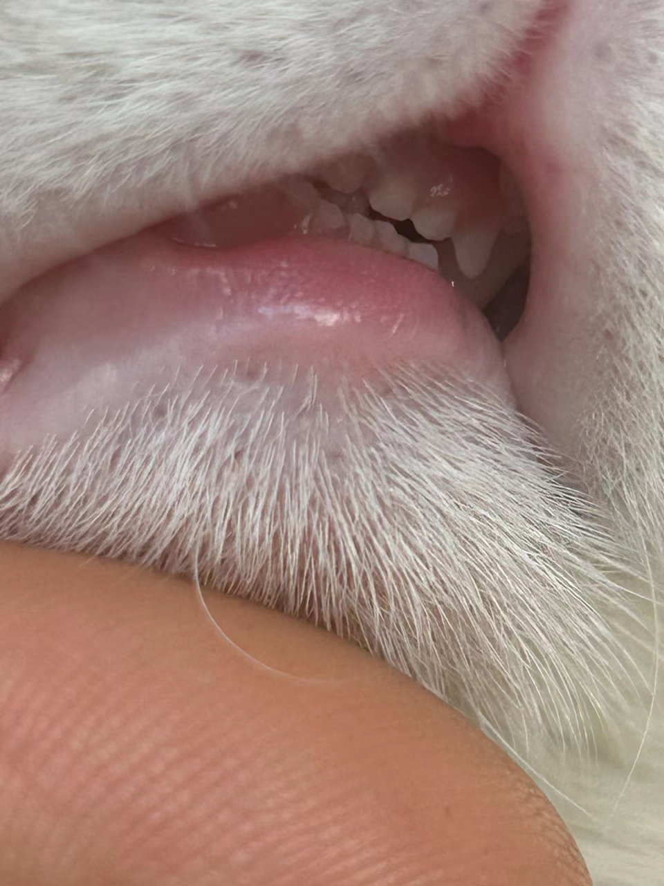 谁家小猫咪牙齿这么整齐啊,网友:好家伙,这小牙牙比我牙都齐,太让人