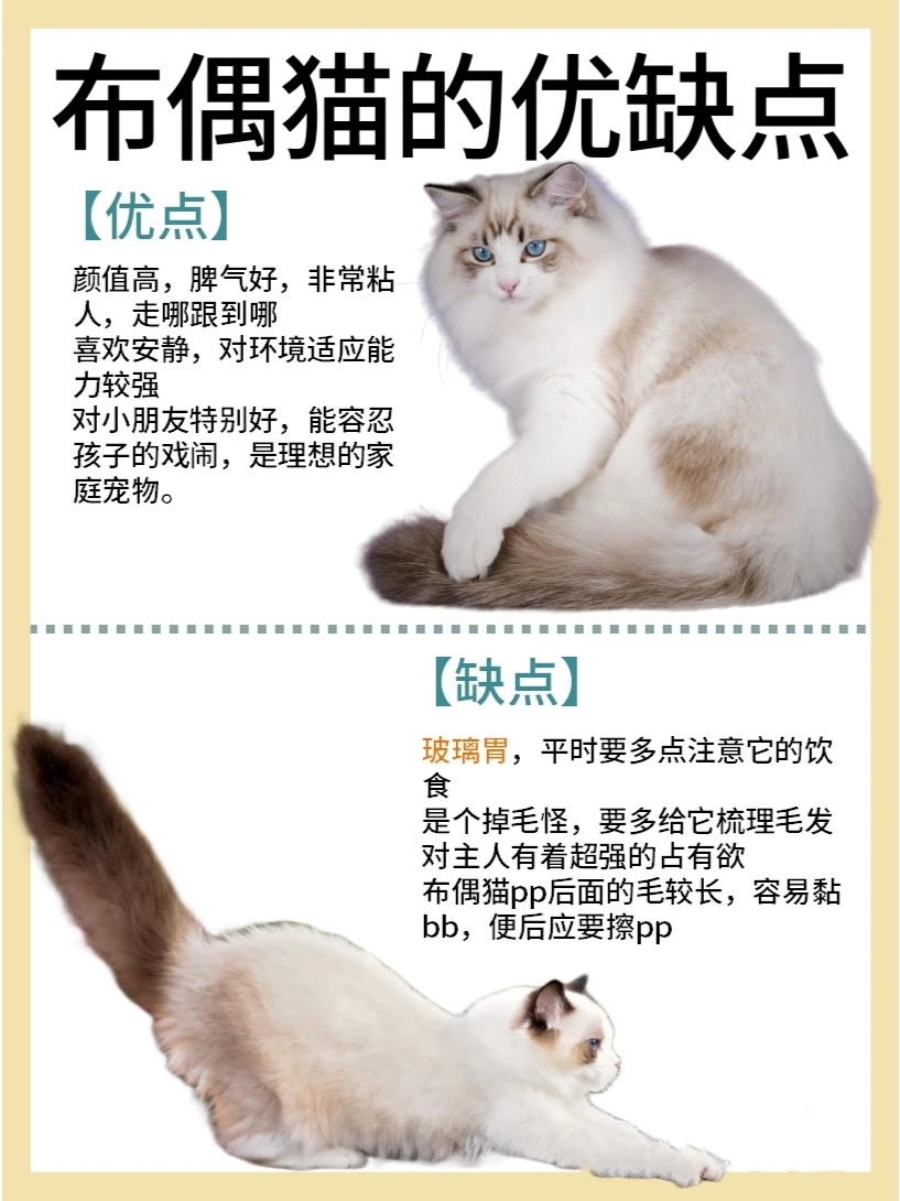 第一眼见到布偶猫