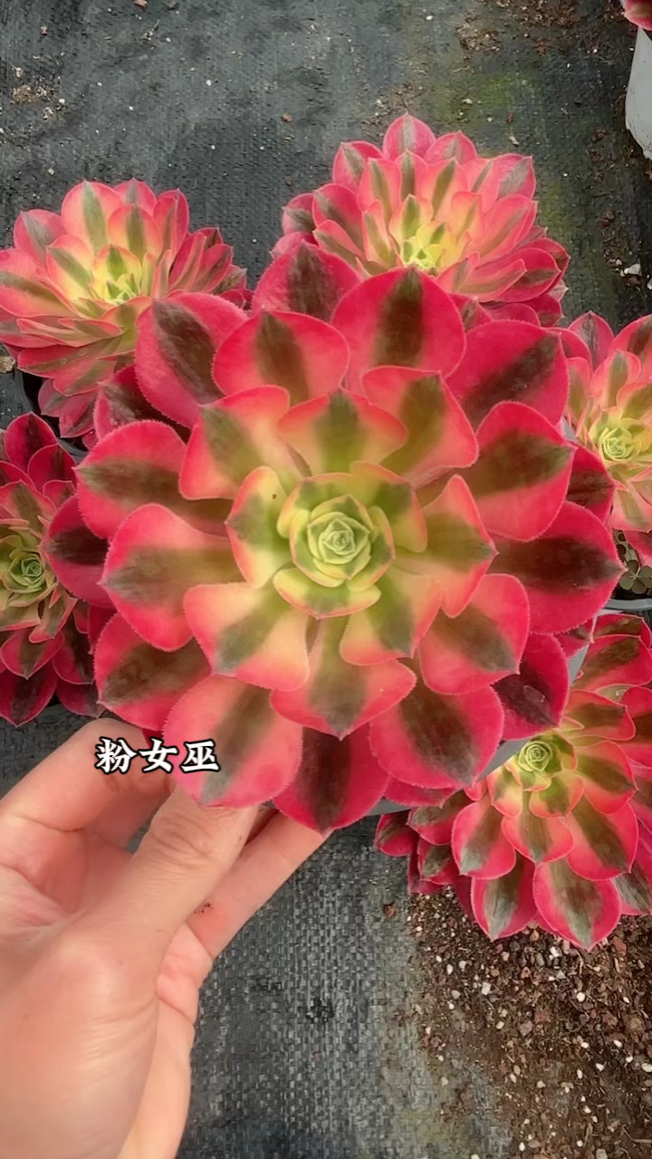 粉女巫,法师多肉系列里颜值比较高的一款