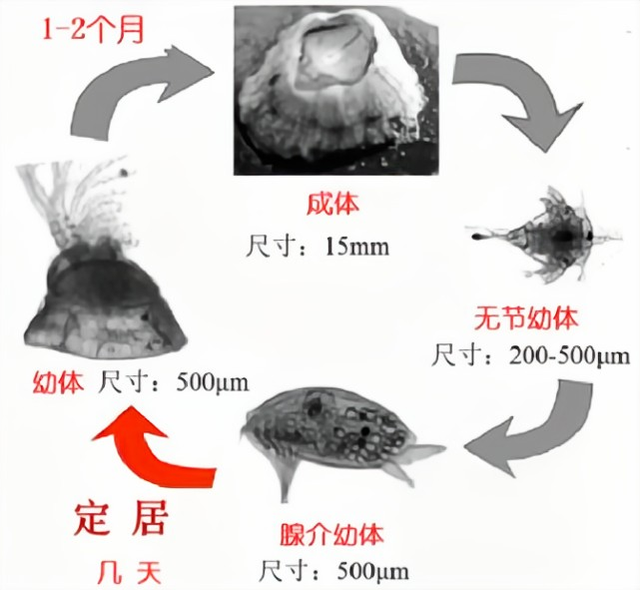 藤壶内部结构图图片