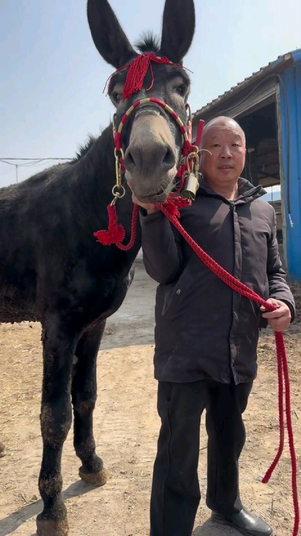 看山东种公驴好不好,大体型种公驴,配驴配马都可以