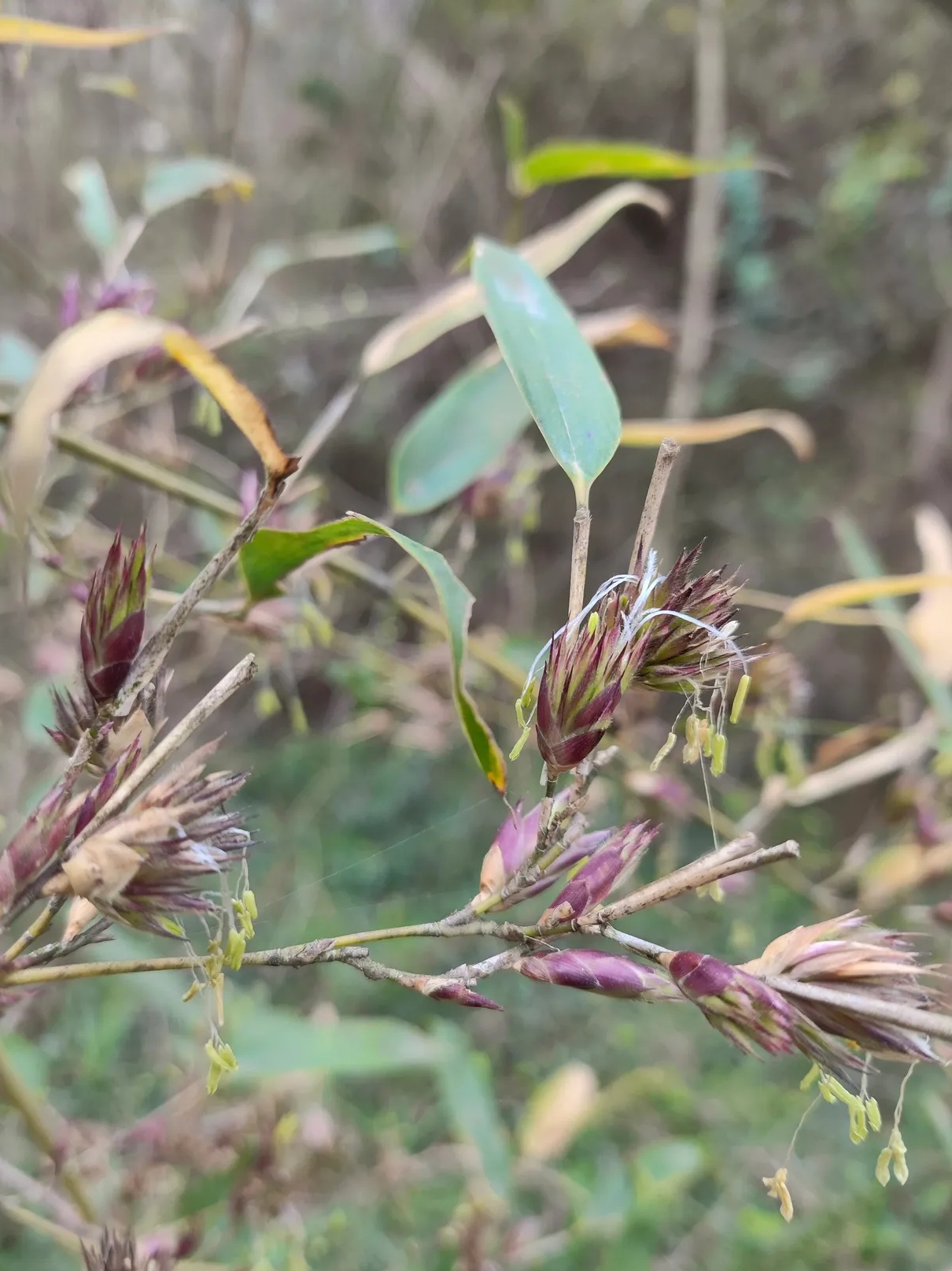 第一次看到竹子开花,没想到,竹子开的花是这个样子的,你见过开花的