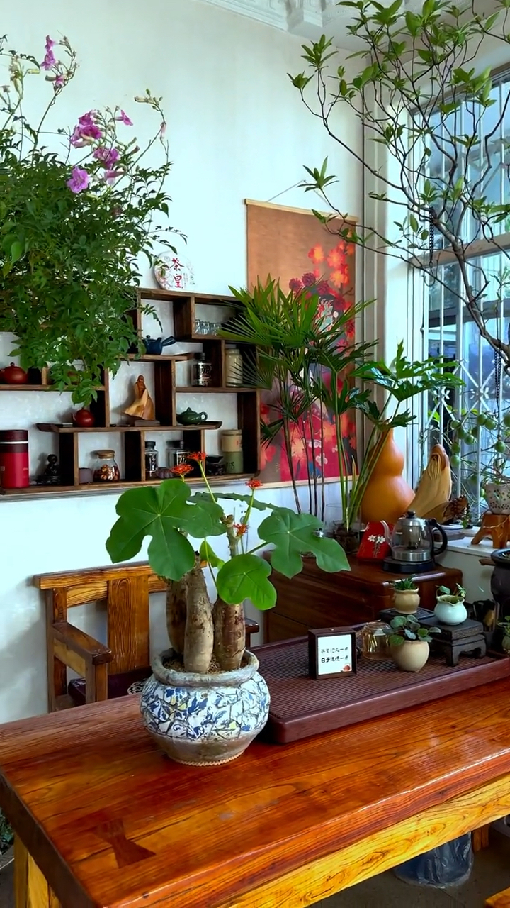 耐旱又好养的佛肚海棠 花叶俱美 一年四季花开不断-度小视