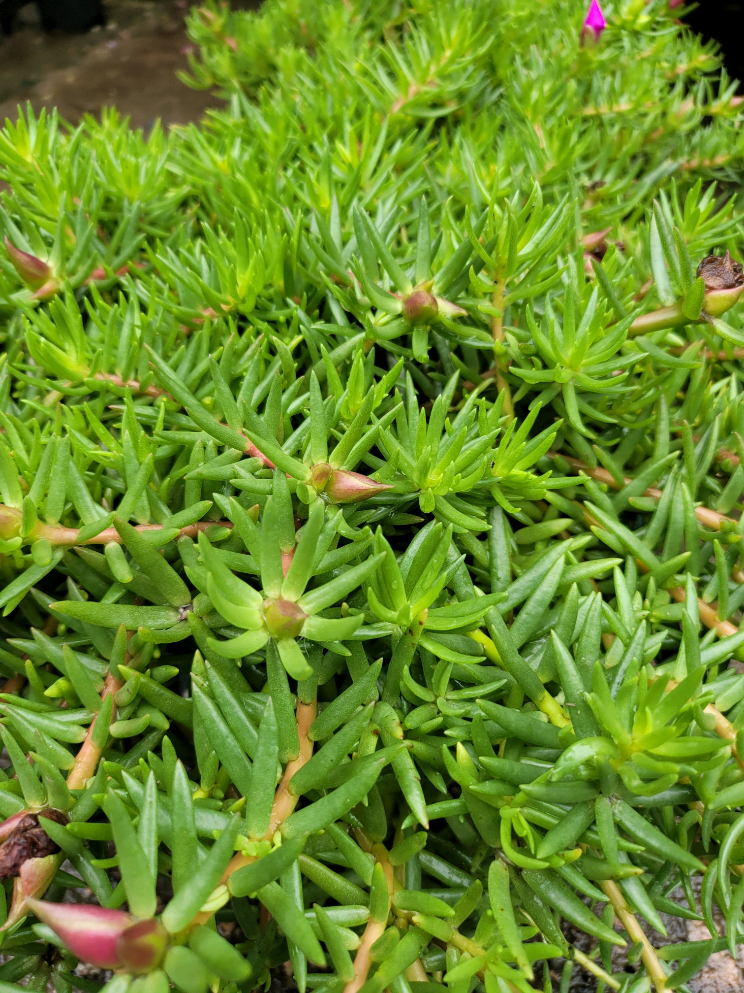 是当一个人面对生活的问题的时候,有能力去回应和