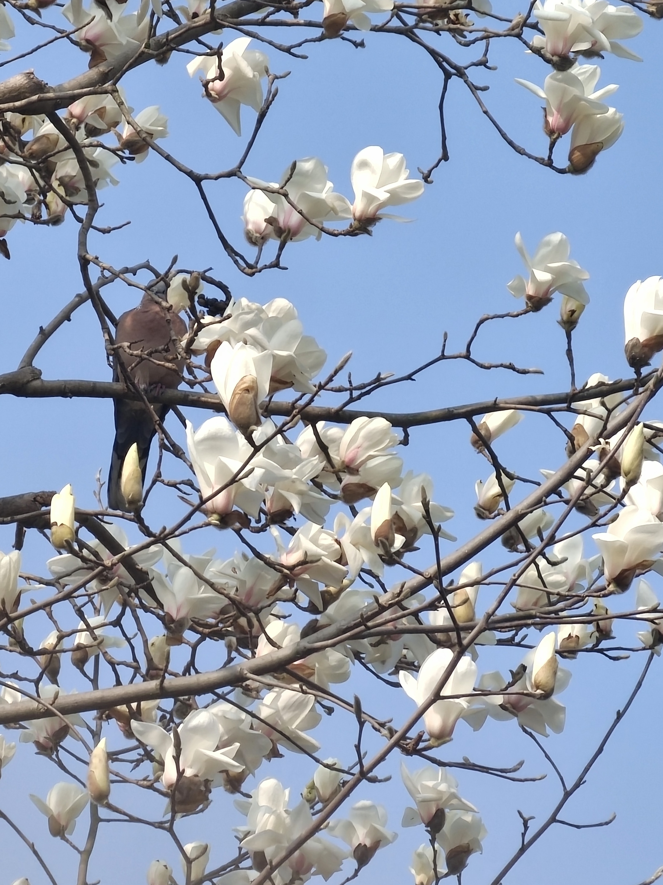 白色的玉兰花开满枝头,一只可爱的小鸟依偎着花瓣,鸟也会赏花吗
