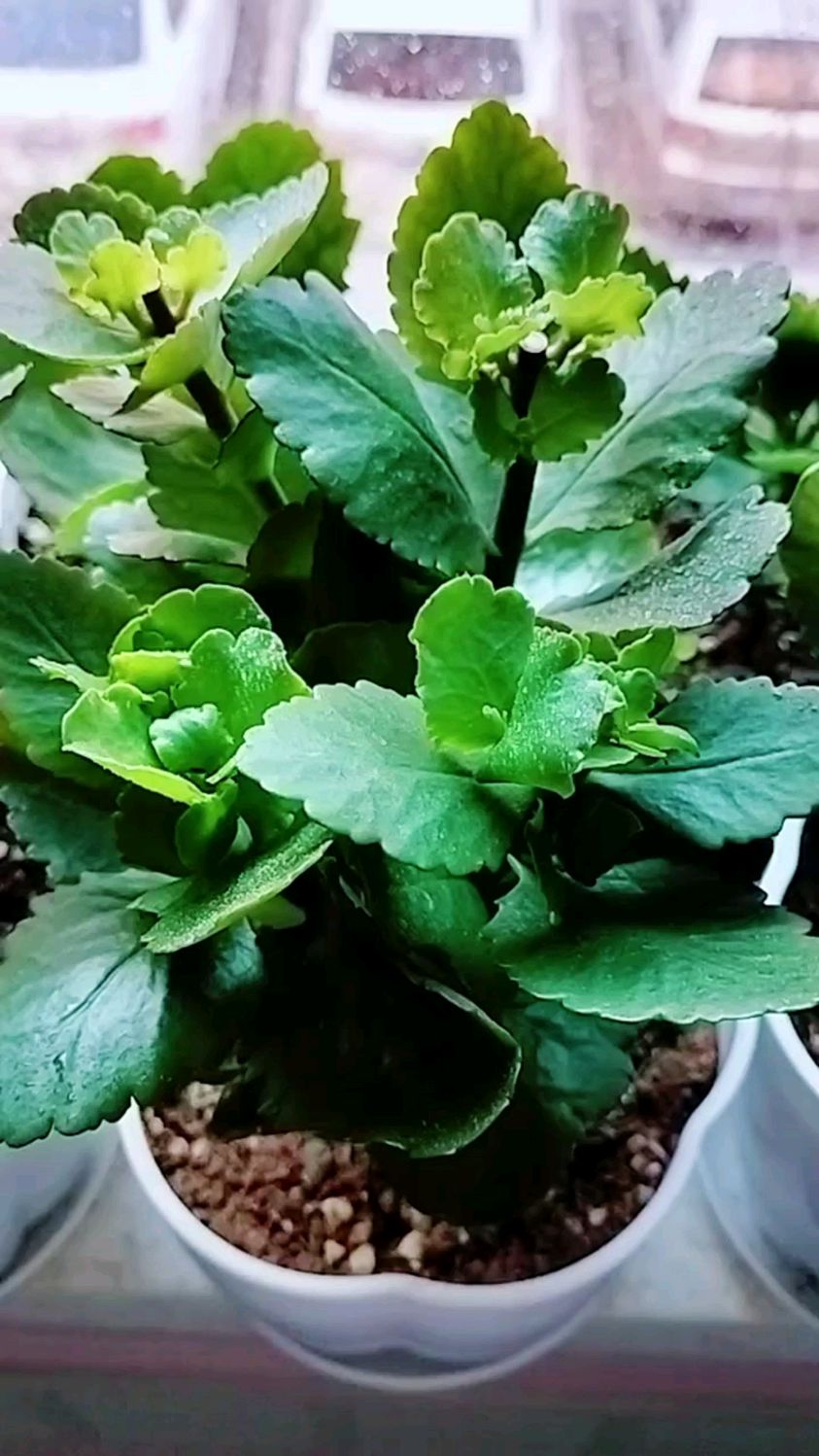 长寿花叶子发黄干枯?找出原因,轻松解决