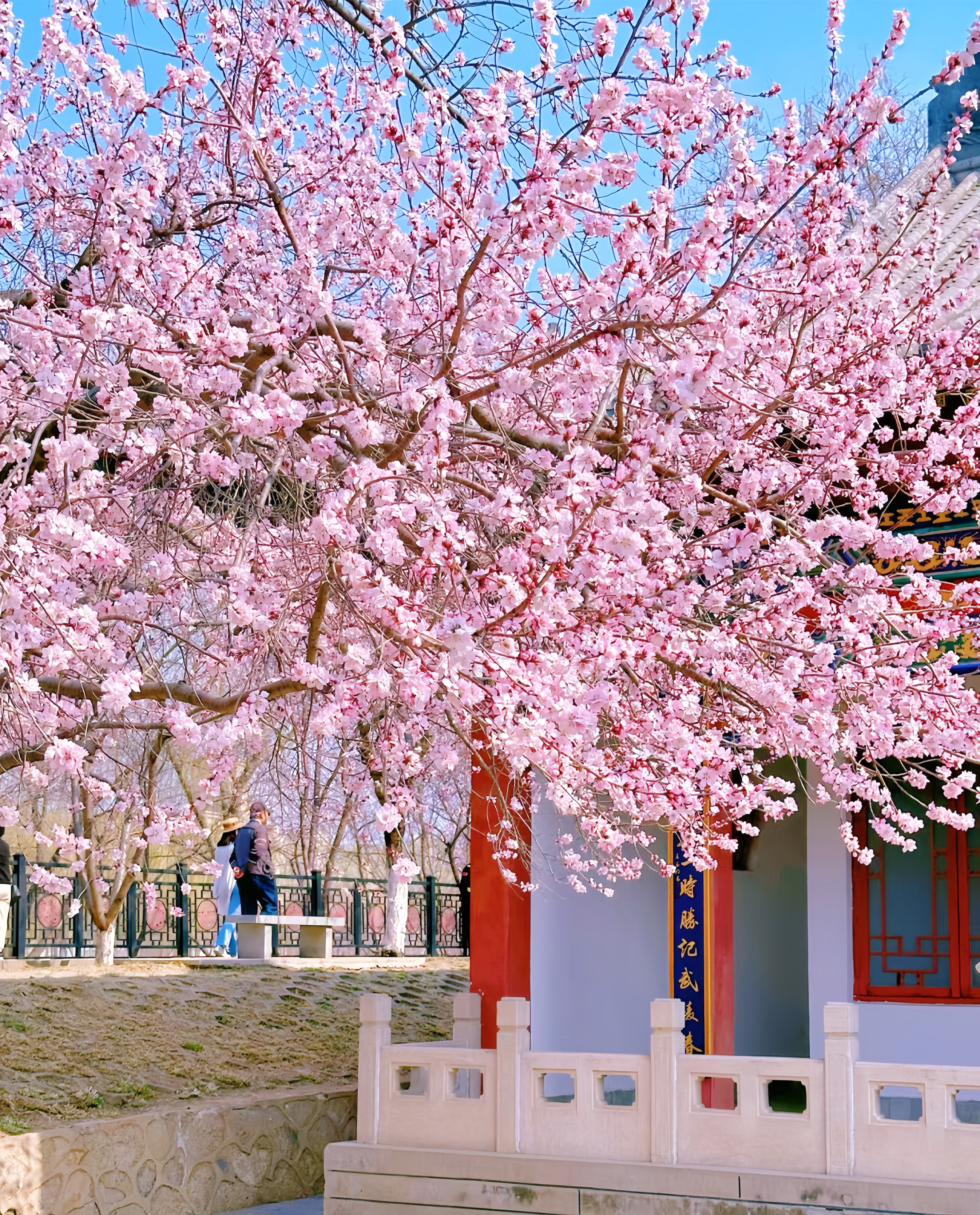 桃花盛开春意浓,缤纷落英如梦境,花间漫步心欢畅,美丽时光伴君行.