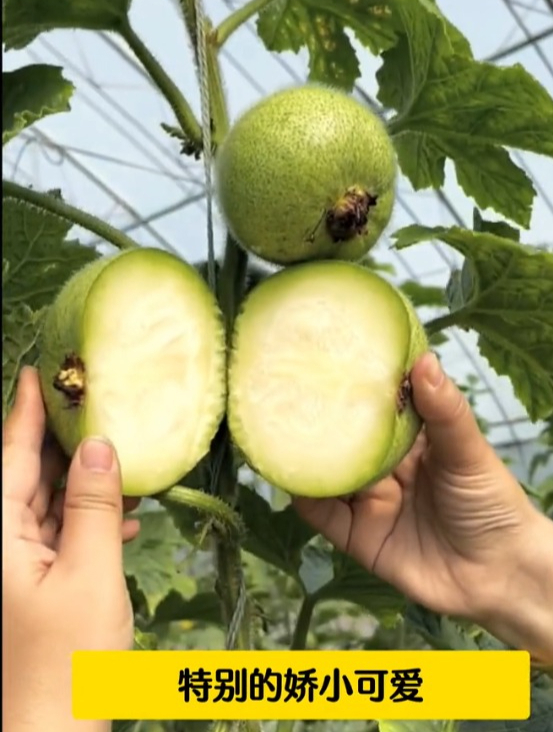 一个冬瓜新品种普通瓜大小却有着香芋的风味很多人在种