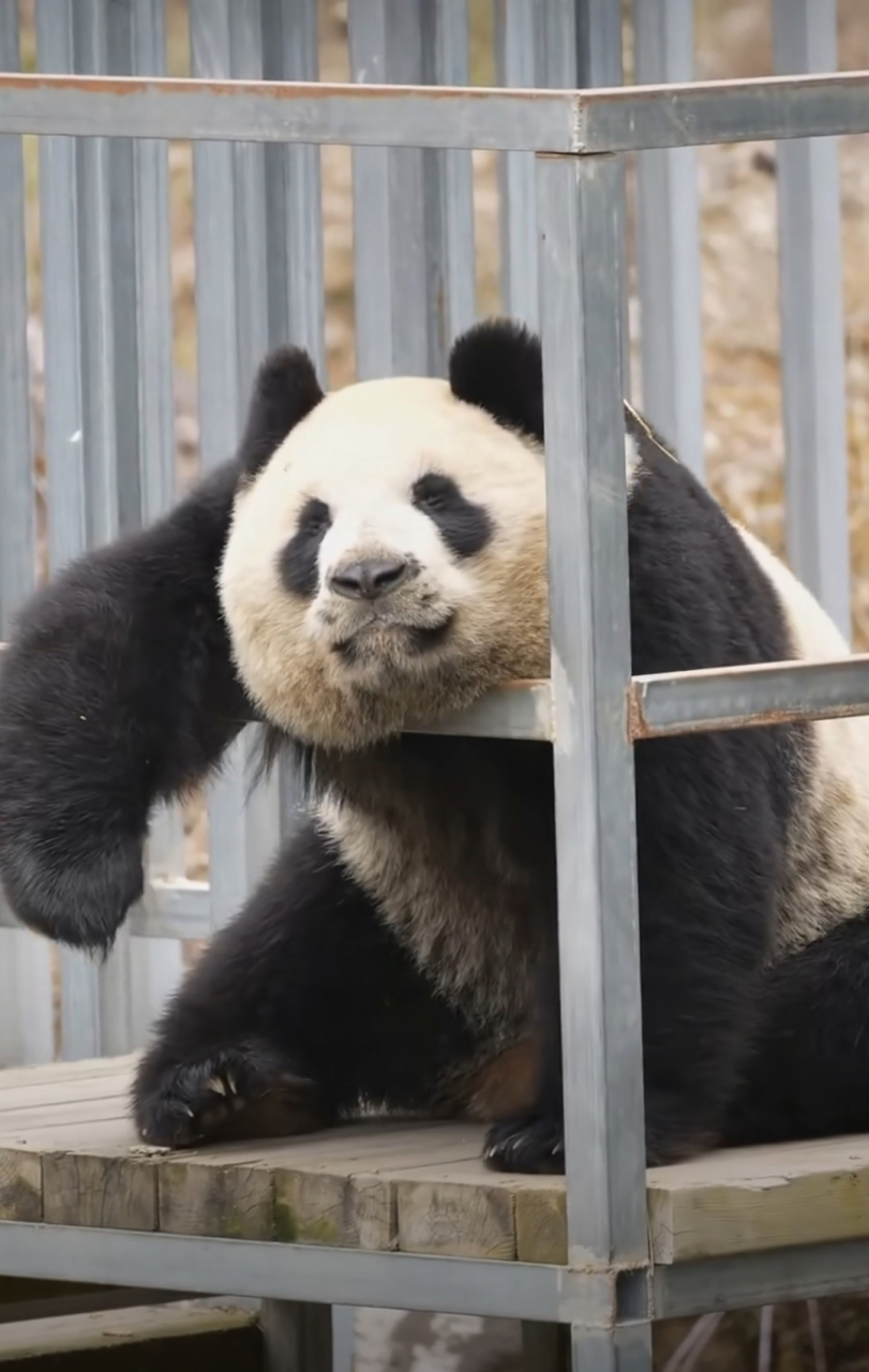 憨憨的大熊猫秦华, 太像七仔了, 但是吧! 这两个朵朵的距离太近了吧!