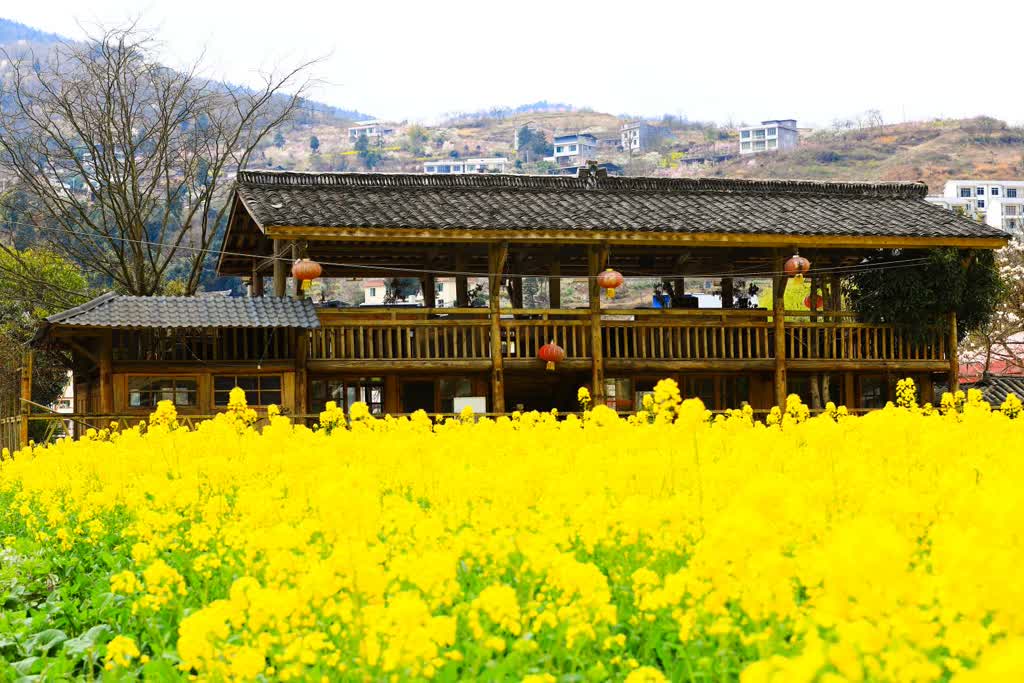 「创建天府旅游名县」古蔺双沙:油菜花田美如画