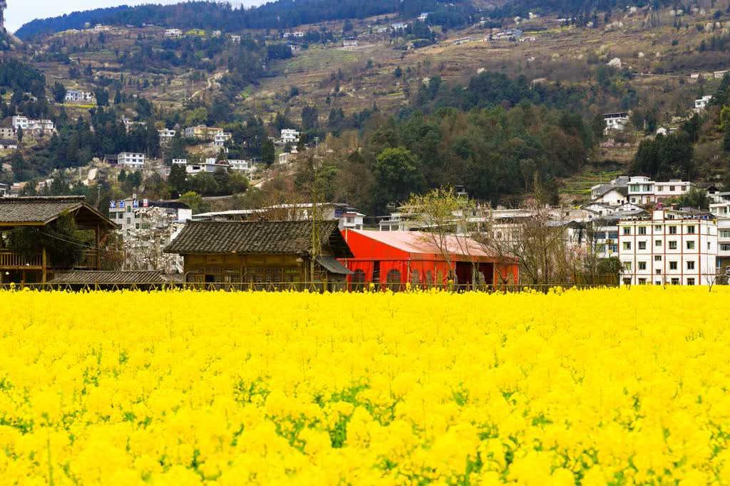 「创建天府旅游名县」古蔺双沙:油菜花田美如画