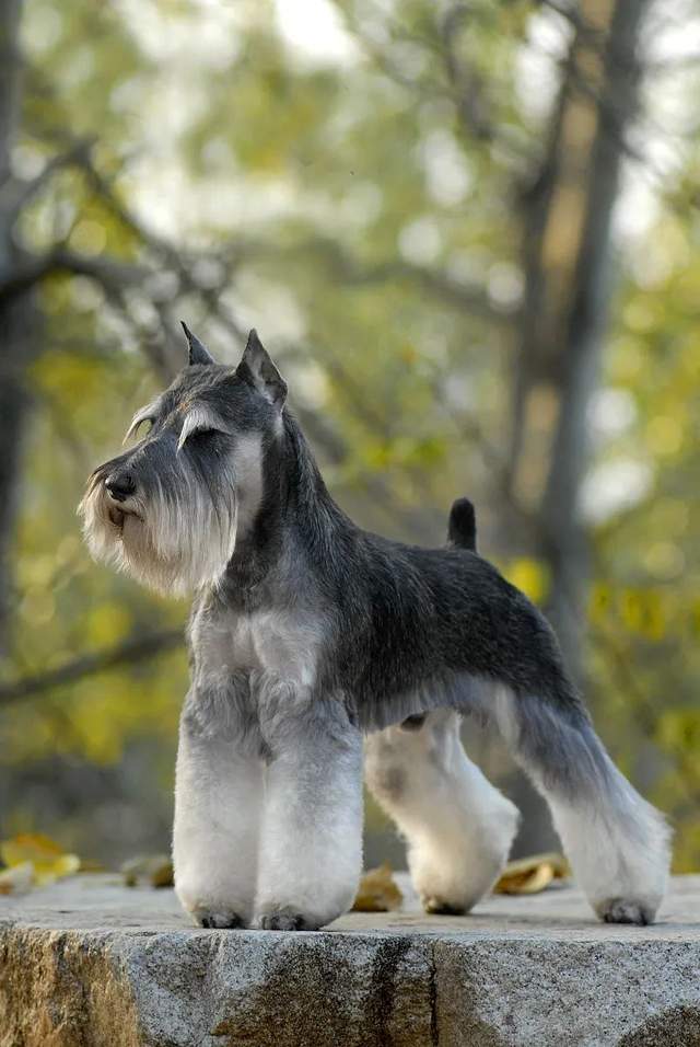 十大聪明犬排名听话图片