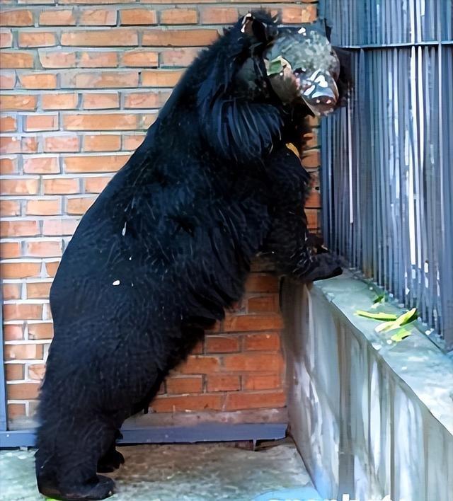 02年清华学子刘海洋用硫酸泼熊被告21年后却成中科院高级专家