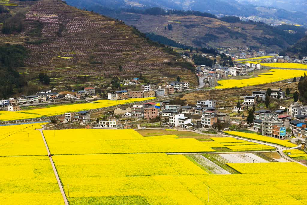 「创建天府旅游名县」古蔺双沙:油菜花田美如画