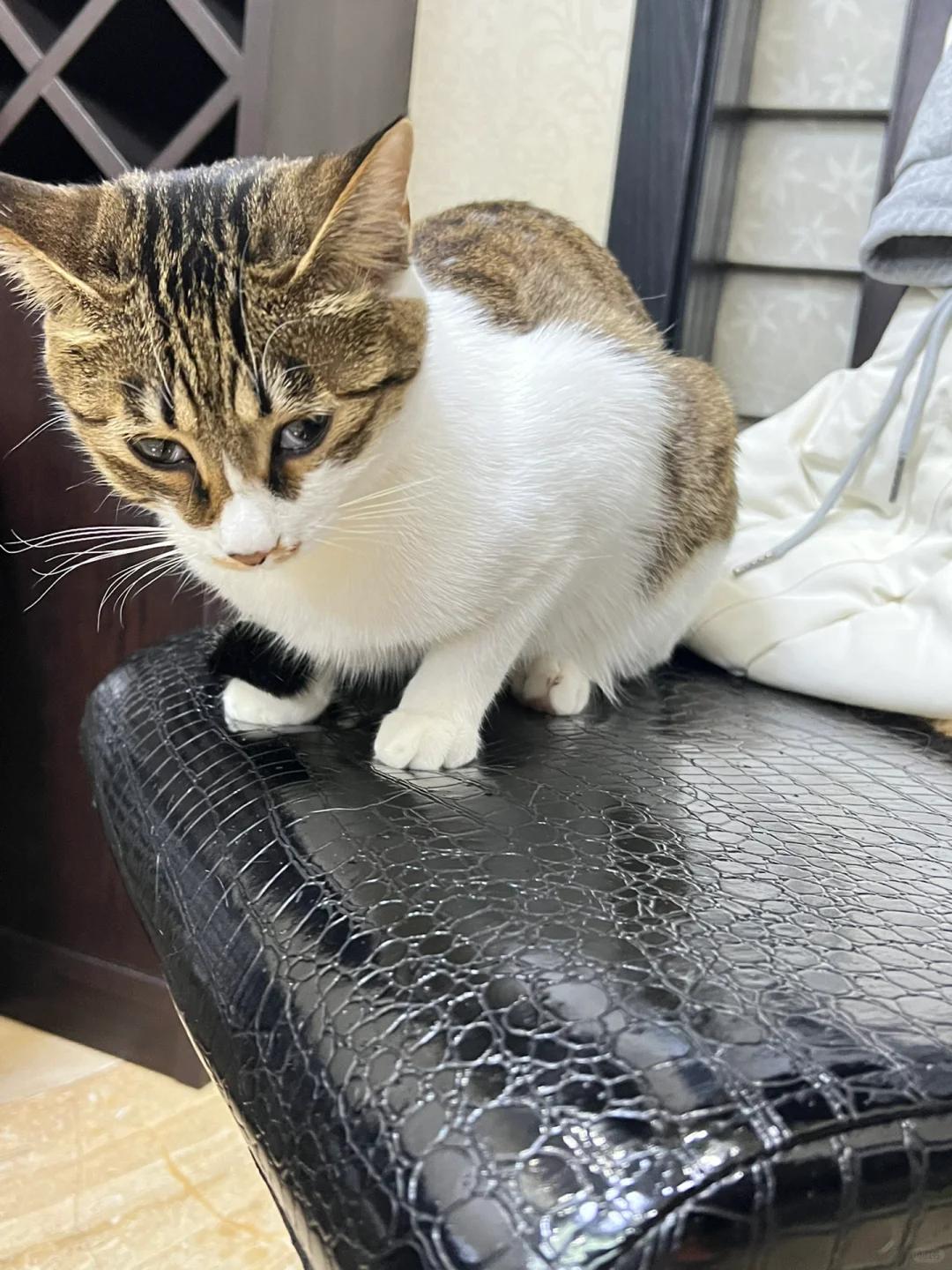 小猫瞬膜外露应如何妥善处理?