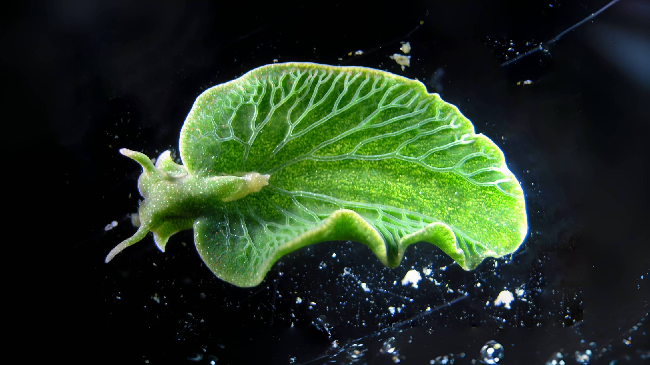 绿叶海蛞蝓是一种腹足纲软体动物,拥有进行植物光合作用的能力