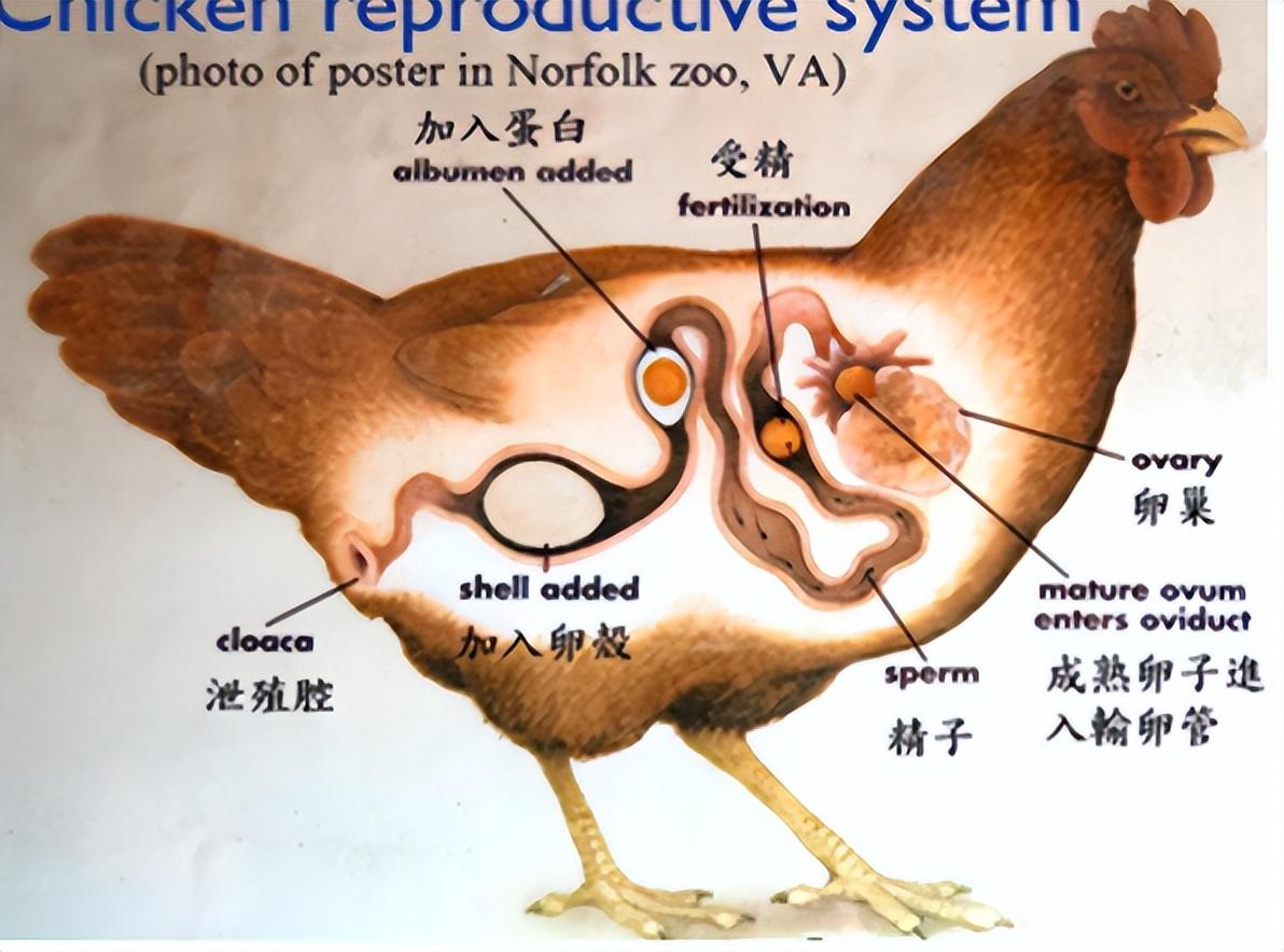 公鸡的睾丸位置图片图片