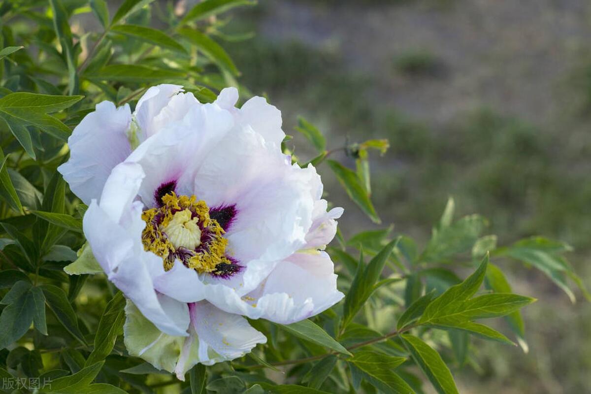 白芍种植技术与栽培管理