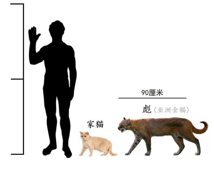 回顾:广西发现神秘"山彪",传说"虎生三子,必有一彪!"是真的吗?