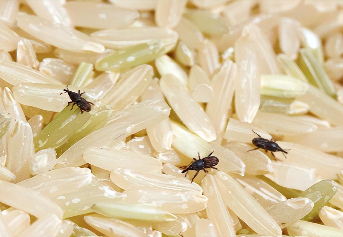 实际上米虫的来源主要有两种途径,第一种途径发生在田间.