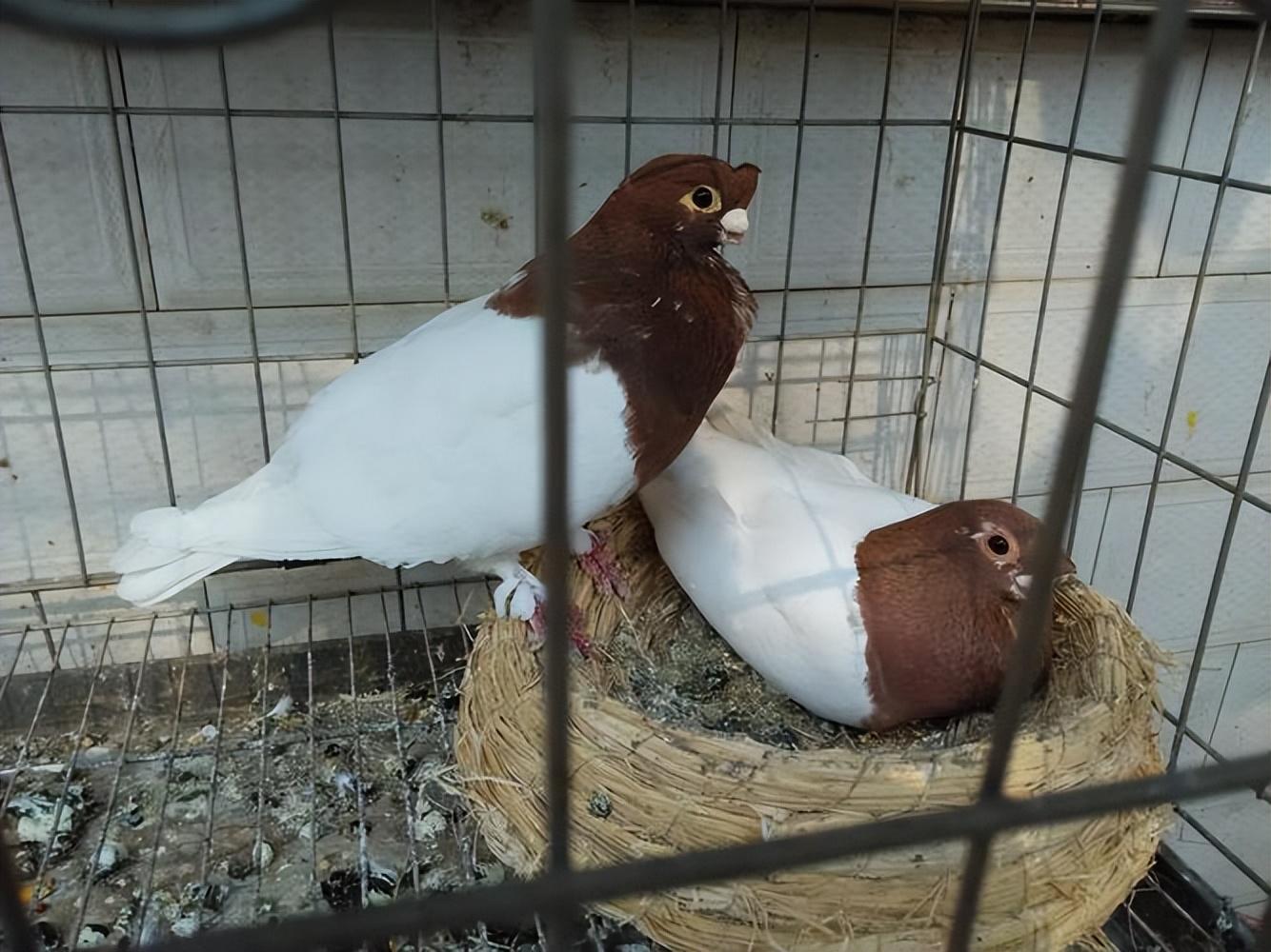 如果您对养殖业感兴趣,快来试试元宝鸽养殖吧