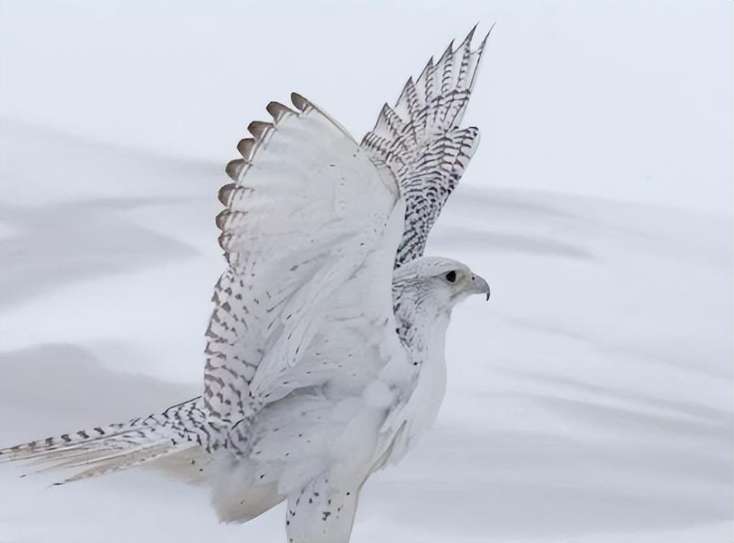 回顾万鹰之神海东青上抓天鹅下捕野狼在古代抓到可以赦免罪行