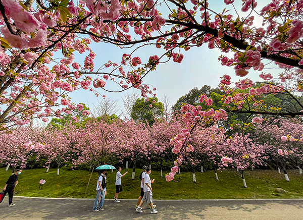 成都市新都区樱花园图片