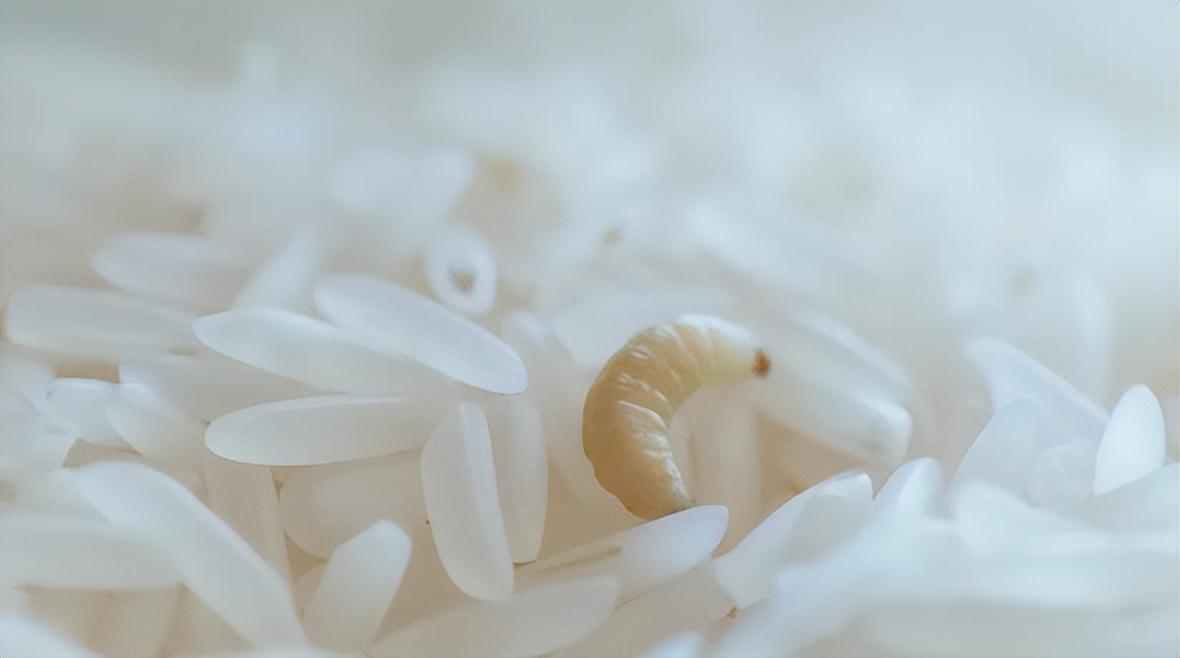 一,米虫的真面目