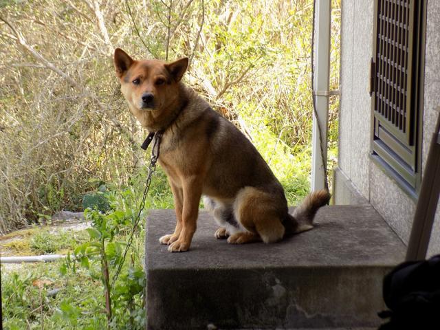 练庸田园犬图片图片