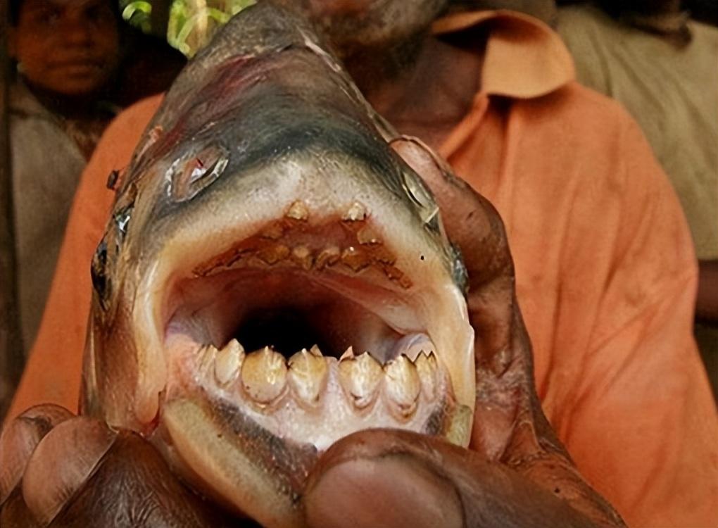 回顾亚马逊食人鱼那么厉害为什么没有泛滥成灾原来它们也是食物