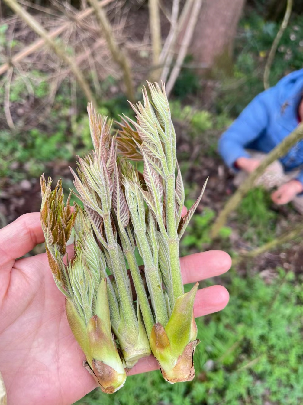 你们吃过这种野菜嘛,就是采摘的时候有些困难,浑身都是刺,刺到人会很