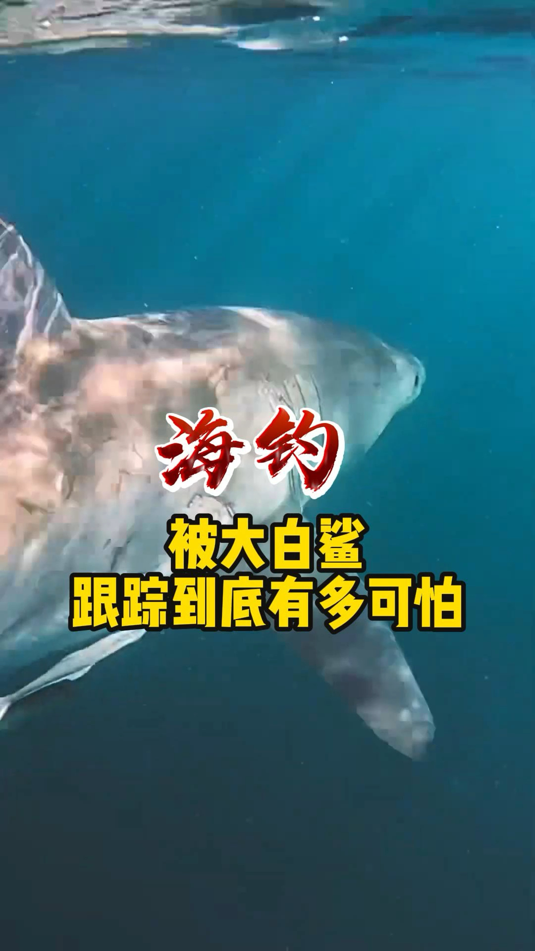 海钓被一条4米长的大白鲨跟踪太恐怖了